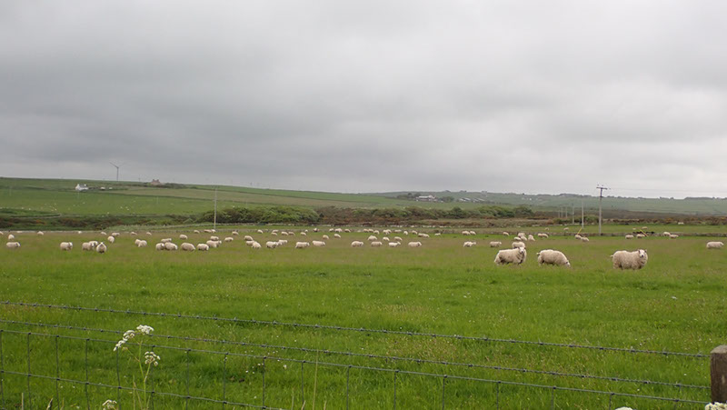 20240531_Thurso_Wick (21)