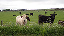 20240531_Thurso_Wick (25)