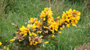 20240531_Thurso_Wick (22)