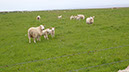 20240531_Thurso_Wick (20)