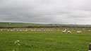 20240531_Thurso_Wick (21)