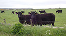 20240531_Thurso_Wick (24)