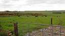 20240601_Wick_Golspie (4)
