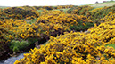 20240601_Wick_Golspie (7)
