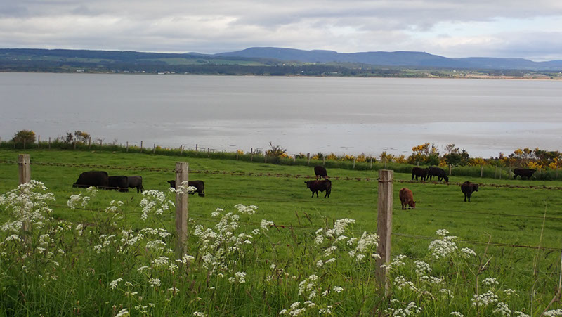 20240602_Golpie_Inverness (18)