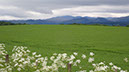20240602_Golpie_Inverness (29)